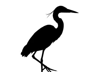 Obraz premium Silhouette of a heron standing on one leg against a stark white isolated background view