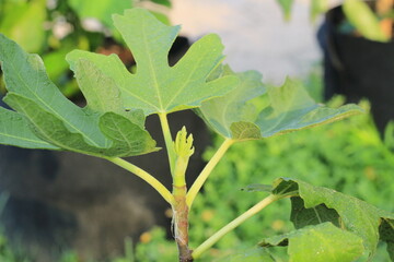 fig tree in first year of growth 