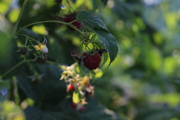Raspberry plants and flowers in nice morning light 