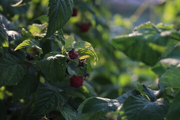 Raspberry plants and flowers in nice morning light 