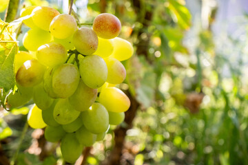 Fresh and Vibrant Green Grapes Beautifully Hanging on the Vine