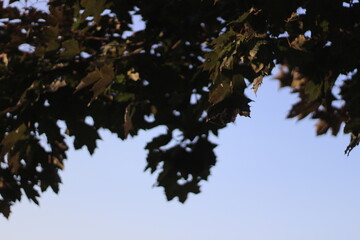 Fototapeta premium tree branches against blue sky
