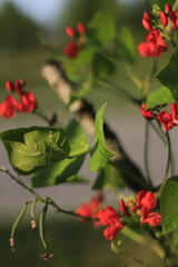 Scarlet Runner Bean growing on trellis 
