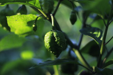 Scorpion Peppers Growing in Morning Light in Backyard Garden