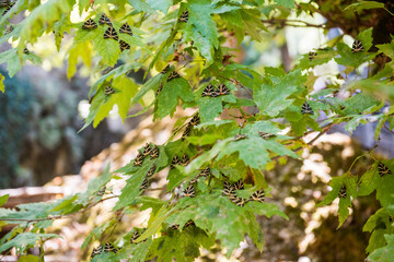 The Valley of Butterflies Rhodes, Greece