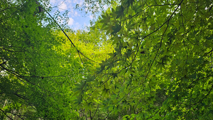 Green Maple Leaves in Summer Forest 여름 숲 속 초록 단풍잎