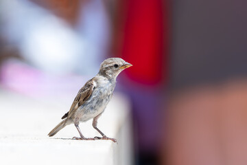 Jeune moineau domestique (Passer domesticus) photographié en milieu urbain à Paris, portrait naturaliste
