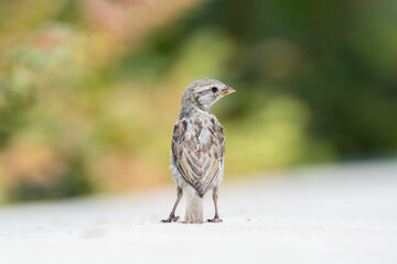 Jeune moineau domestique (Passer domesticus) photographié en milieu urbain à Paris, portrait...