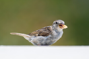 Moineau domestique juv&eacute;nile (Passer domesticus) mangeant un morceau de pain &agrave; Paris, sc&egrave;ne naturaliste