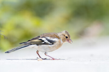 Jeune pinson des arbres (Fringilla coelebs) en milieu urbain à Paris, portrait naturaliste au sol