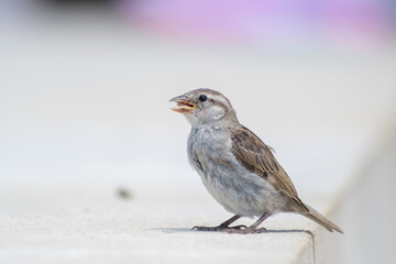 Jeune moineau domestique (Passer domesticus) photographié en milieu urbain à Paris, portrait...