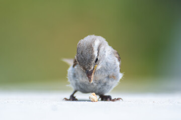 Moineau domestique juvénile (Passer domesticus) mangeant un morceau de pain à Paris, scène naturaliste