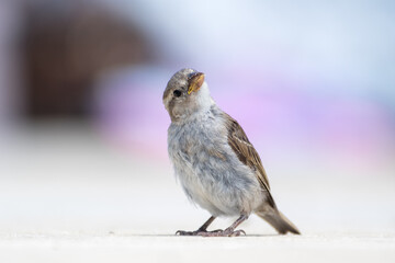Jeune moineau domestique (Passer domesticus) photographié en milieu urbain à Paris, portrait naturaliste