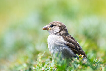 Moineaux domestiques (Passer domesticus) perchés dans un buisson en milieu urbain, portraits d’adultes et de juvéniles