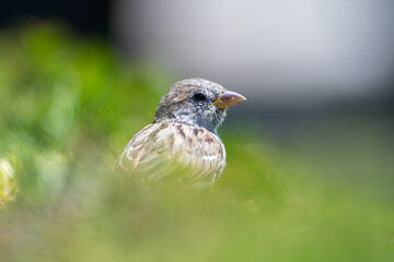 Moineaux domestiques (Passer domesticus) perchés dans un buisson en milieu urbain, portraits...