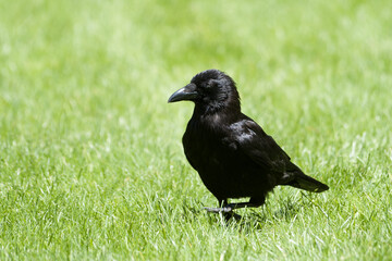 Corneille noire (Corvus corone) marchant dans l’herbe au Jardin des Tuileries, en plein cœur de Paris