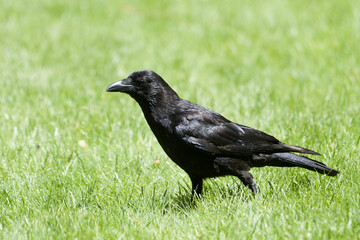 Corneille noire (Corvus corone) marchant dans l’herbe au Jardin des Tuileries, en plein cœur de Paris