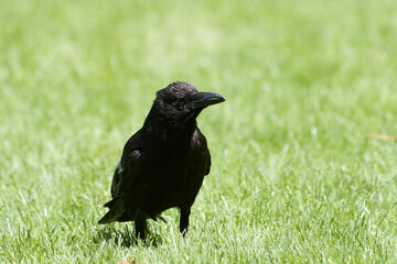 Corneille noire (Corvus corone) marchant dans l’herbe au Jardin des Tuileries, en plein cœur de Paris