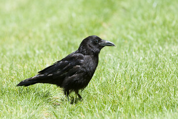 Corneille noire (Corvus corone) marchant dans l’herbe au Jardin des Tuileries, en plein cœur de Paris