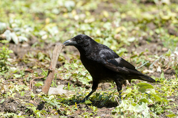 Corneille noire (Corvus corone) manipulant un bâton au sol, comportement intelligent observé au Jardin du Luxembourg, Paris