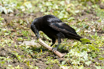 Corneille noire (Corvus corone) manipulant un bâton au sol, comportement intelligent observé au Jardin du Luxembourg, Paris