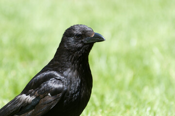 Corneille noire (Corvus corone) marchant dans l’herbe au Jardin des Tuileries, en plein cœur de Paris