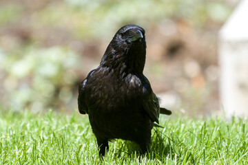 Corneille noire (Corvus corone) marchant dans l’herbe au Jardin des Tuileries, en plein cœur de Paris