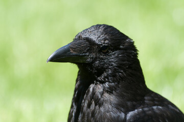 Corneille noire (Corvus corone) marchant dans l’herbe au Jardin des Tuileries, en plein cœur de Paris