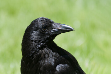 Corneille noire (Corvus corone) marchant dans l’herbe au Jardin des Tuileries, en plein cœur de Paris