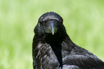 Corneille noire (Corvus corone) marchant dans l’herbe au Jardin des Tuileries, en plein cœur de Paris