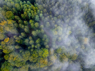 Waldnebel