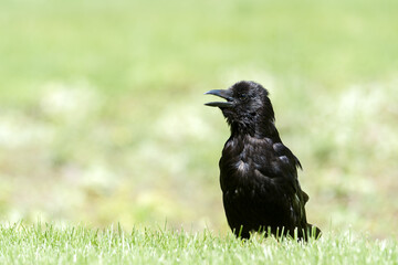 Corneille noire (Corvus corone) marchant dans l’herbe au Jardin des Tuileries, en plein cœur de Paris