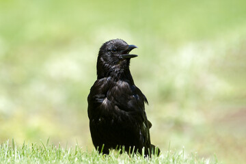 Corneille noire (Corvus corone) marchant dans l’herbe au Jardin des Tuileries, en plein cœur de Paris