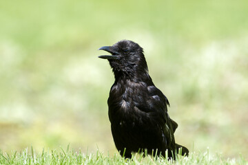 Corneille noire (Corvus corone) marchant dans l’herbe au Jardin des Tuileries, en plein cœur de Paris