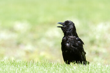 Corneille noire (Corvus corone) marchant dans l’herbe au Jardin des Tuileries, en plein cœur de Paris
