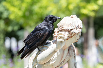 Corneille noire (Corvus corone) perchée sur la tête d’une statue au Jardin du Luxembourg à Paris, scène insolite en pleine ville