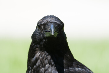 Corneille noire (Corvus corone) dans le Jardin du Luxembourg à Paris, exemple d’animaux en ville