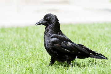 Corneille noire (Corvus corone) dans le Jardin du Luxembourg à Paris, exemple d’animaux en ville