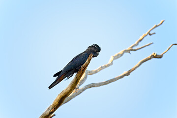 red tailed black cockatoo, Calyptorhynchus banksii, native Australian bird, perched on branch of gum tree