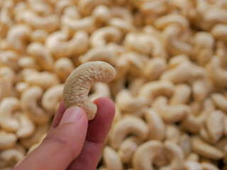 A hand holds a raw cashew nut above a large pile of unshelled cashews, showcasing their natural...