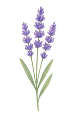 Naklejka premium Watercolor Lavender Flower on transparent background. Plant, floral