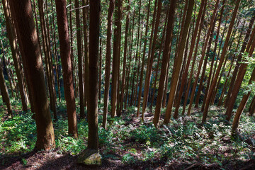 Japanese cedar forest (Cryptomeria japonica) lit by sunlight, on a wooded hillside in rural Japan.