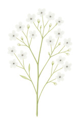 Naklejka premium Watercolor Gypsophila Flower on transparent background. Plant, floral