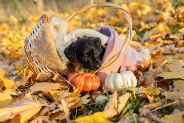 Walk your favorite pet cute dark brown puppy in a wicker basket in the autumn park. nice autumn yellow - orange colors