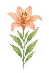 Watercolor Lily Flower on transparent background. Plant, floral