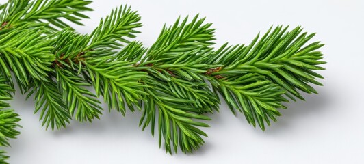 The vibrant green pine branch on a clean white background.