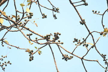 Bombax ceiba flowers buds. Its common names cotton tree, Malabar silk cotton tree, red silk cotton, red cotton tree, silk cotton tree and kapok.