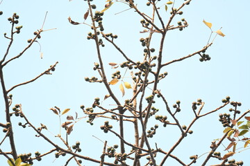 Bombax ceiba flowers buds. Its common names cotton tree, Malabar silk cotton tree, red silk cotton, red cotton tree, silk cotton tree and kapok.