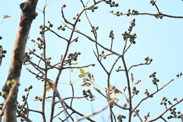 Bombax ceiba flowers buds. Its common names cotton tree, Malabar silk cotton tree, red silk cotton, red cotton tree, silk cotton tree and kapok.