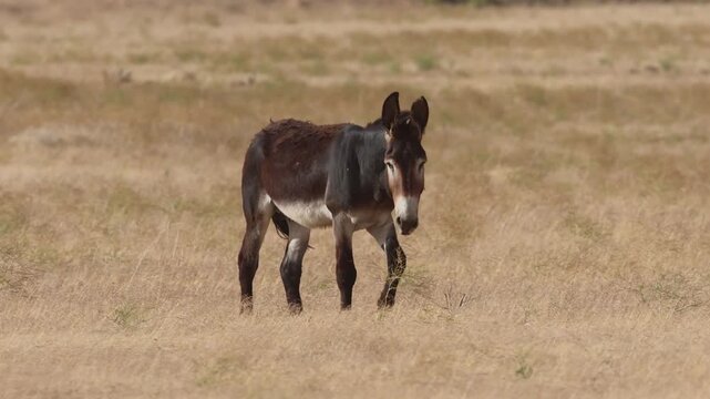 Wild jack burro walks through dry, windy high desert terrain in the Smoke Creek Desert of Lassen County, California.